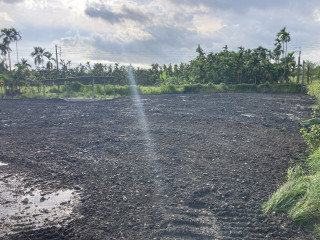 種植黑沙土